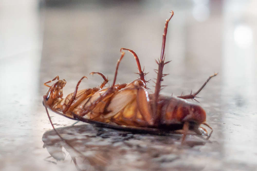 cockroach removal tampa bay