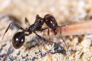 ant control help in tampa bay