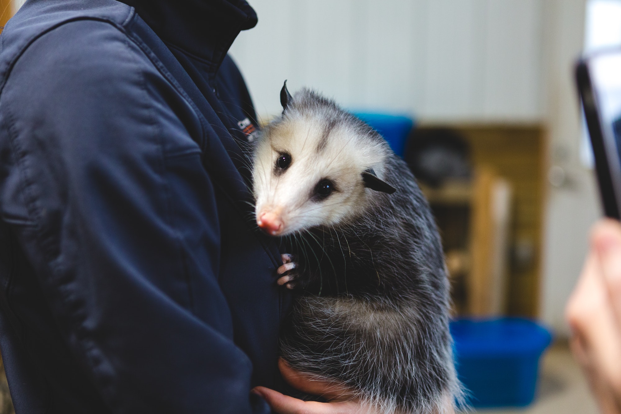 Opossum control