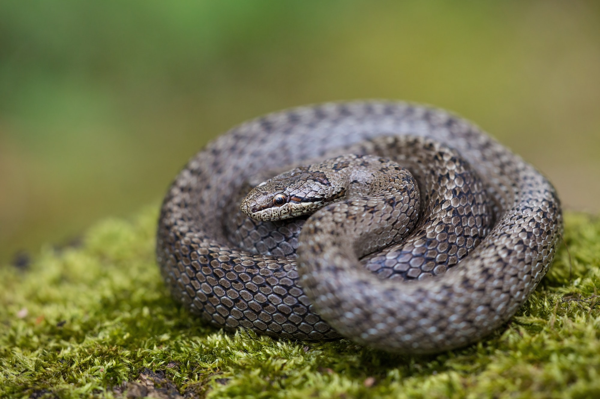 Textured dice snake basking on green ground with blurred background