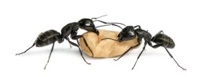 Two Carpenter ants, in tampa bay FL